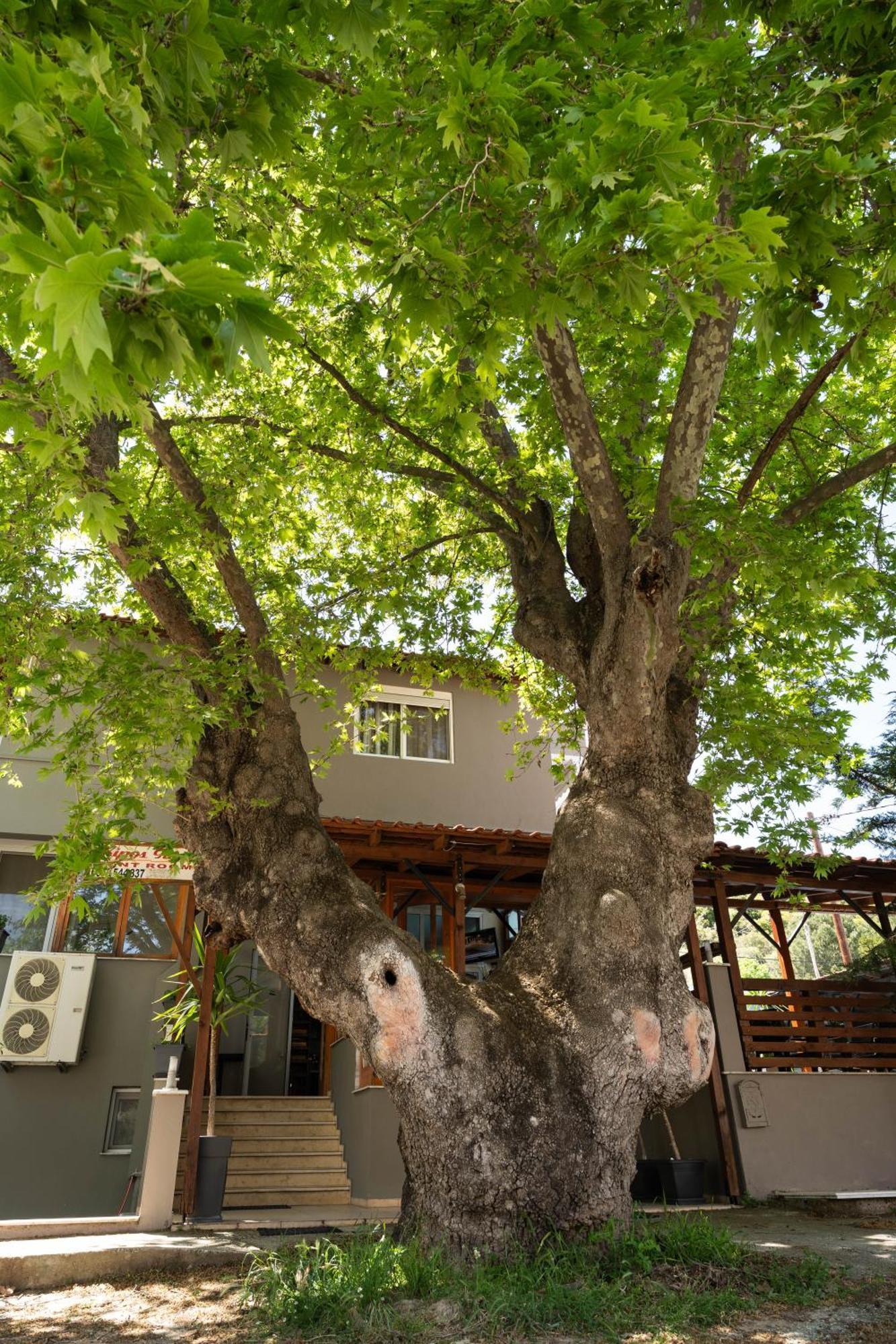 Kipos Resort Nea Peramos  Exterior photo